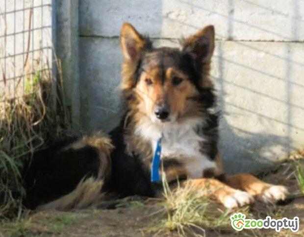 BRATEK - przerażony psiak w typie collie szuka domu