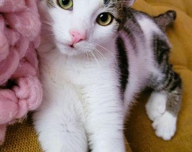 RUMIANEK i MIĘTA - 5,5 miesięczne kociaki do adopcji
