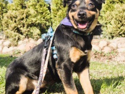 KIKI - 7 kg, delikatna sunia szuka domu
