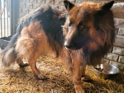 RAMBO - piękny owczarek szuka dobrego domu