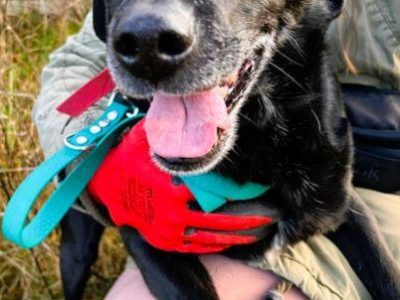 GUCIO - po 8 latach, oddany do schroniska jak śmieć, ADOPTUJ
