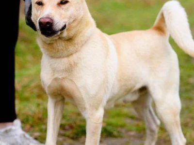 ALEX - kochany psiak, porzucony na jesień życia, ADOPTUJ