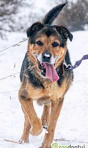 BRUTUSEK - cudowny, zaniedbany psiak, błaga o pomoc!