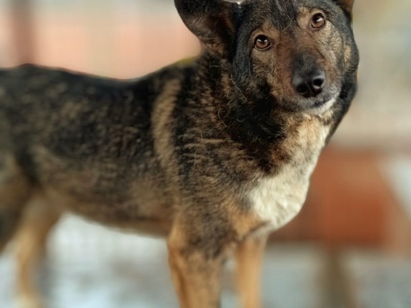 Lara - psi anioł do pokochania!