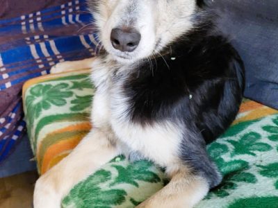 POKER - super psiak poleca się do adopcji