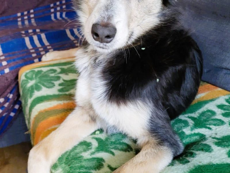 POKER - super psiak poleca się do adopcji
