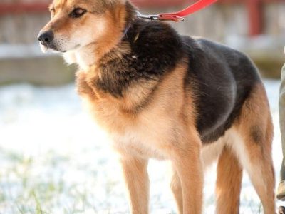 SABA - mądra, kochana sunia szuka domu już za długo, ADOPTUJ
