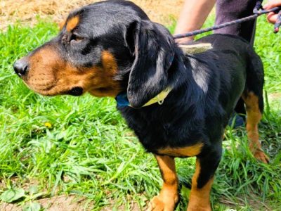 FOKUS - piękny psiak w typie gończy polski do adopcji