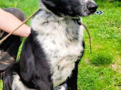 FELIKS - super psiak w typie border collie do adopcji