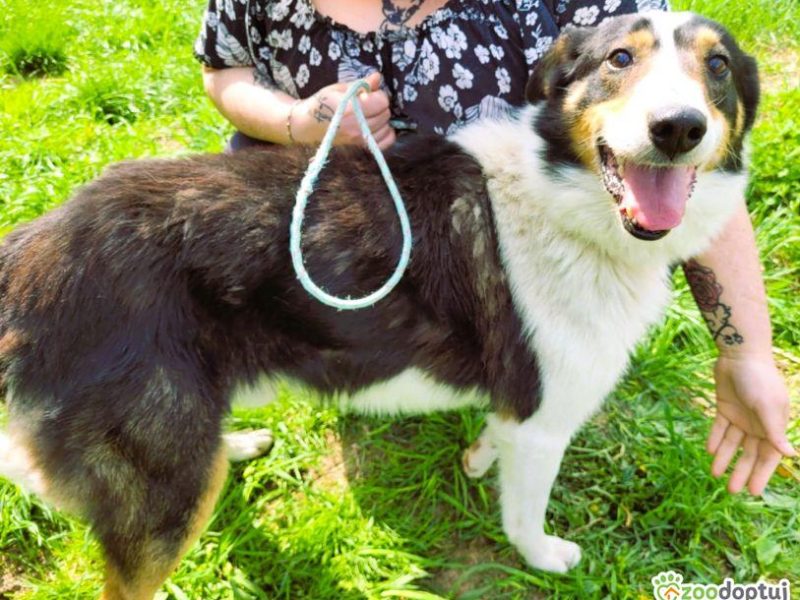 BOGUŚ - kochany psiak w typie szkocki collie szuka domu