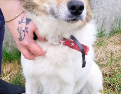MONIA - kochana, wesoła sunia za kratami, ADOPTUJ