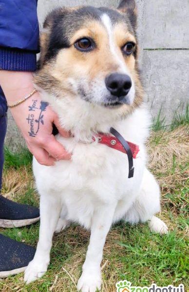 MONIA - kochana, wesoła sunia za kratami, ADOPTUJ