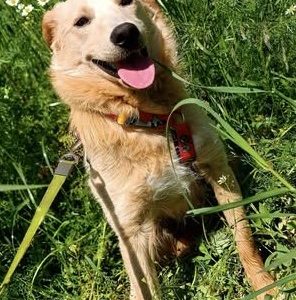 CZESIO - super, roczny psiak poleca się do adopcji
