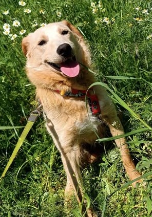CZESIO - super, roczny psiak poleca się do adopcji