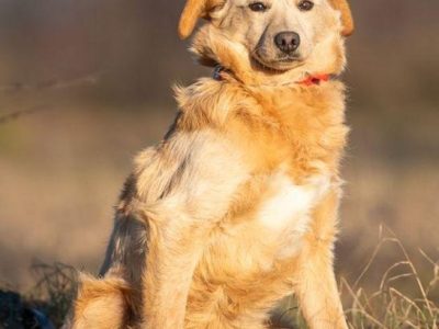 BAMBI - piękny, młody, delikatny psiak do adopcji