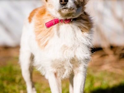 CYKUŚ - piękny terrier szuka mądrego domu