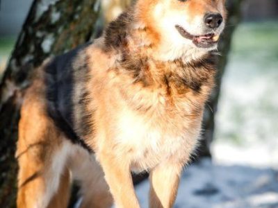 SABA - mądra, kochana sunia szuka domu już za długo, ADOPTUJ
