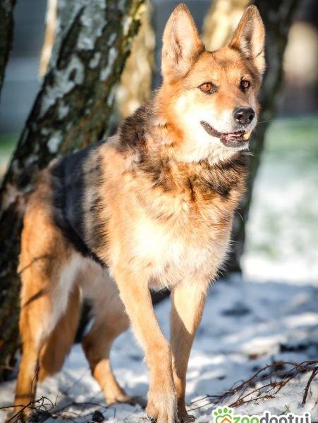 SABA - mądra, kochana sunia szuka domu już za długo, ADOPTUJ