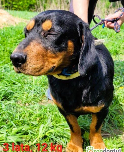 FOKUS - piękny psiak w typie gończy polski do adopcji