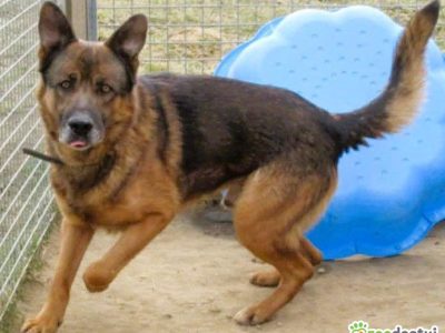 RASTI - cudowny owczarek porzucony za kratami, ADOPTUJ