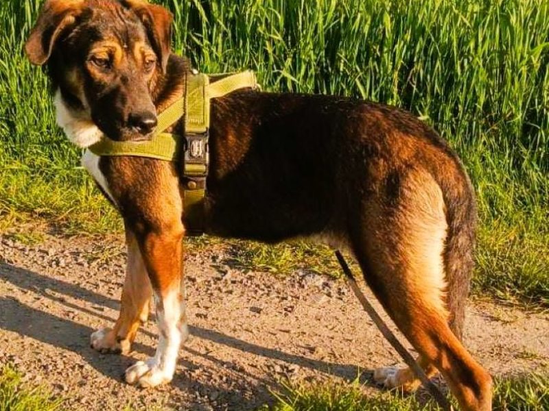 JUNIOR - cudowny, 8 miesięczny szczeniak szuka domu