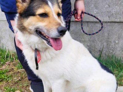 MONIA - kochana, wesoła sunia za kratami, ADOPTUJ