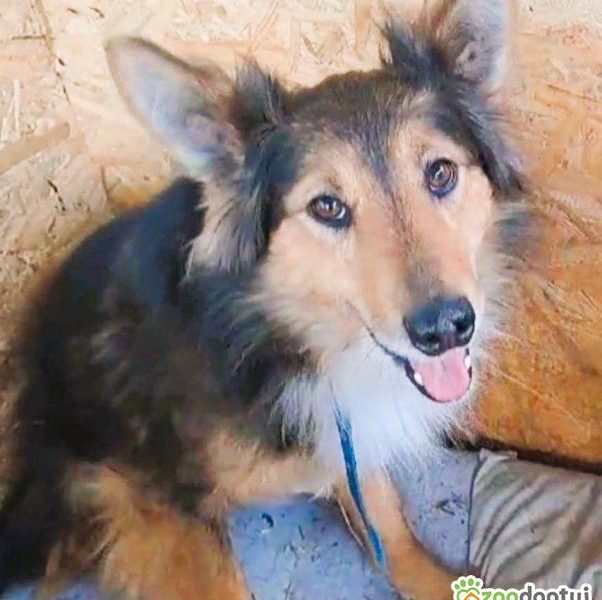 BRATEK - przerażony psiak w typie collie szuka domu