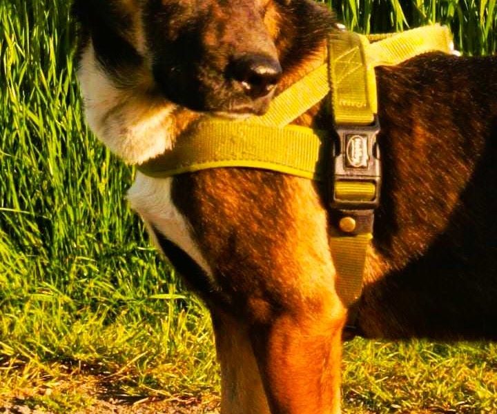 JUNIOR - cudowny, 8 miesięczny szczeniak szuka domu
