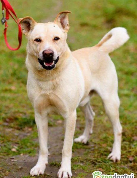 ALEX - kochany psiak, porzucony na jesień życia, ADOPTUJ