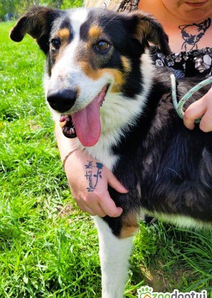 BOGUŚ - kochany psiak w typie szkocki collie szuka domu