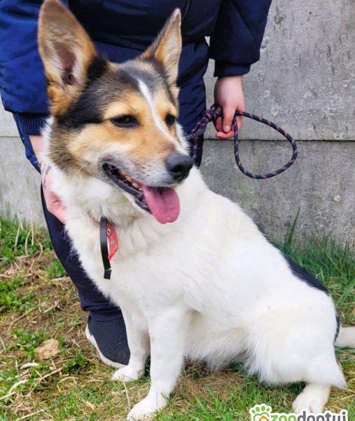 MONIA - kochana, wesoła sunia za kratami, ADOPTUJ