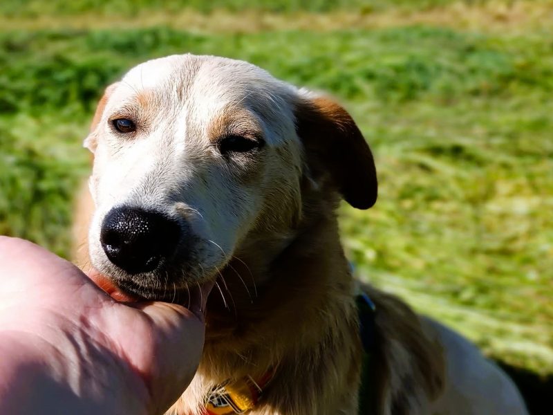CZESIO - super, roczny psiak poleca się do adopcji