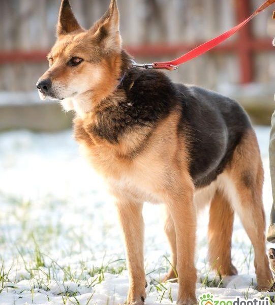 SABA - mądra, kochana sunia szuka domu już za długo, ADOPTUJ