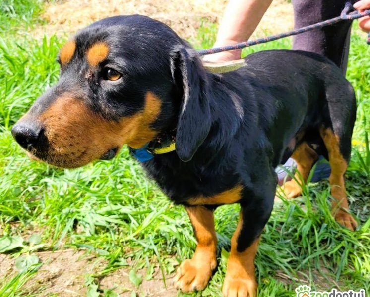 FOKUS - piękny psiak w typie gończy polski do adopcji