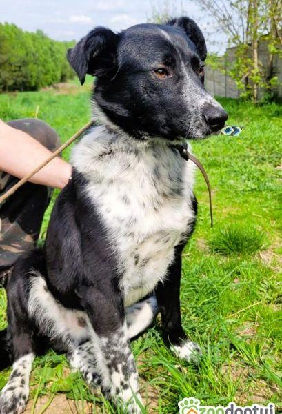 FELIKS - super psiak w typie border collie do adopcji