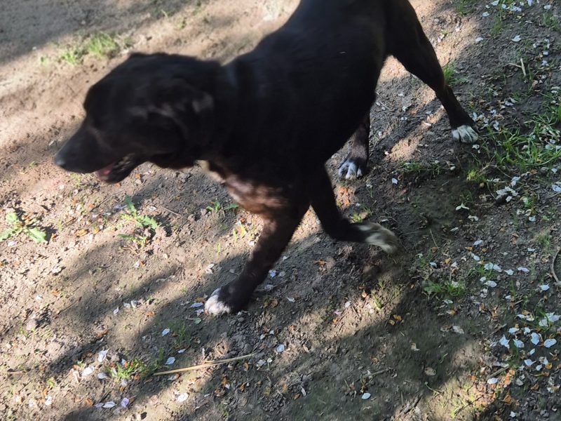 Kodi szuka dobrego domu