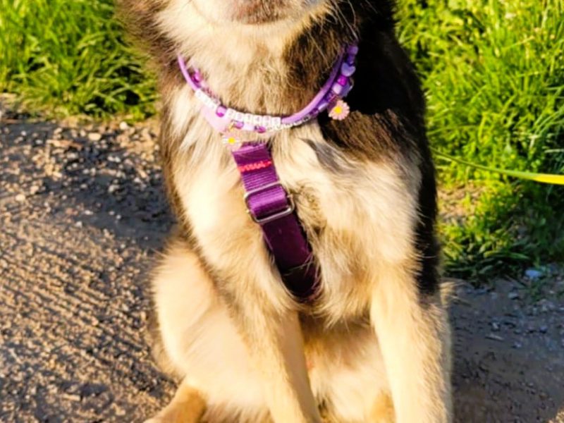 POKER - super psiak poleca się do adopcji