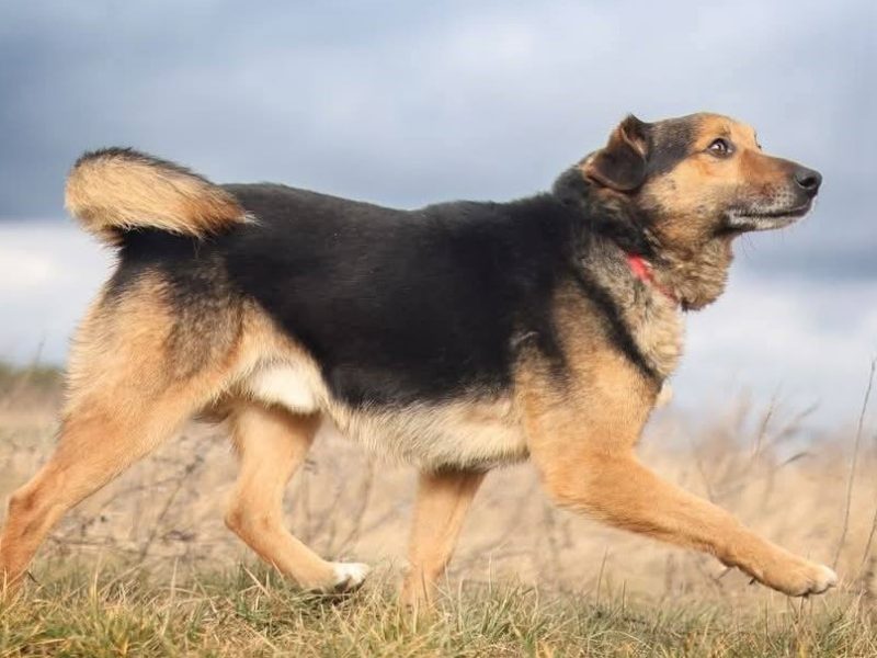 KACPEREK - kochany, wrażliwy kundelek szuka super domu