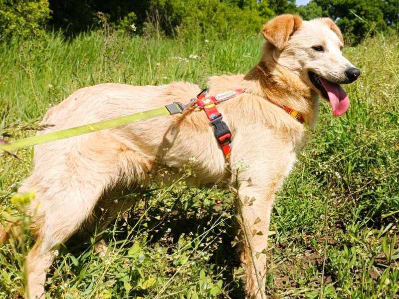 CZESIO - super, roczny psiak poleca się do adopcji