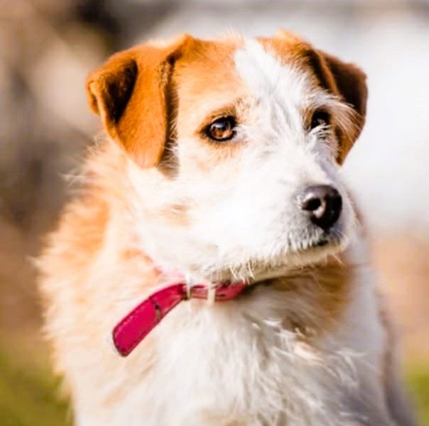 CYKUŚ - piękny terrier szuka mądrego domu