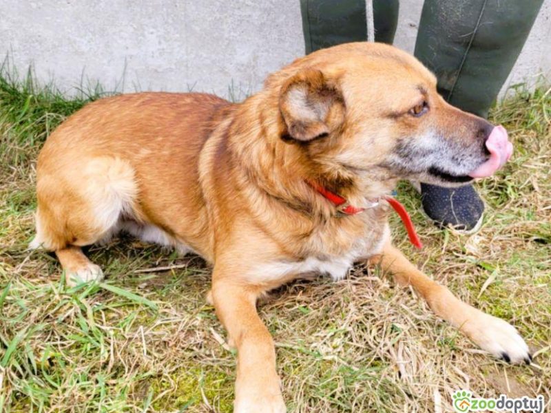 BARTUŚ - kompletnie nie radzi sobie za kratami, PILNA ADOPCJ