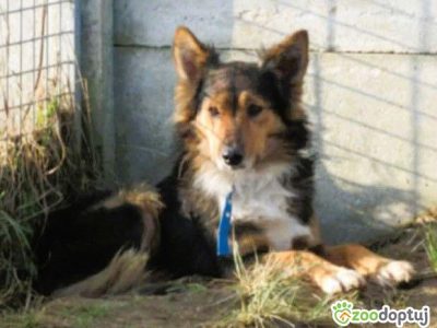 BRATEK - przerażony psiak w typie collie szuka domu