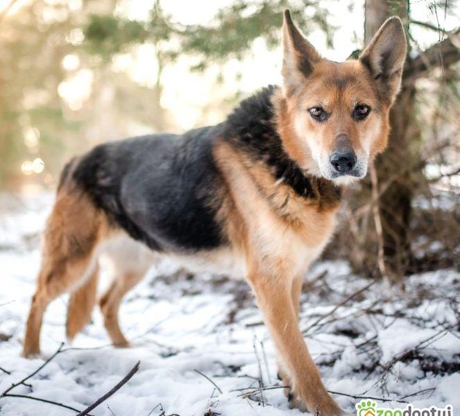 SABA - mądra, kochana sunia szuka domu już za długo, ADOPTUJ