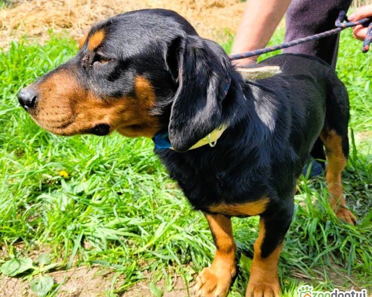FOKUS - piękny psiak w typie gończy polski do adopcji