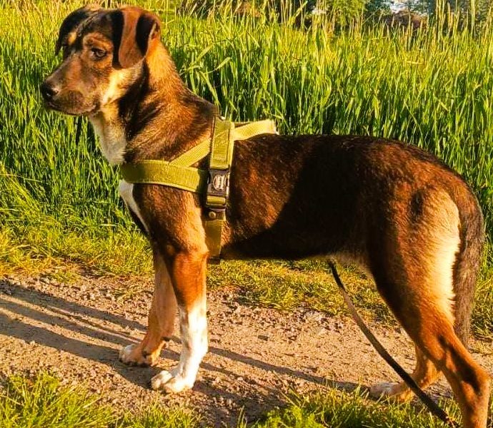 JUNIOR - cudowny, 8 miesięczny szczeniak szuka domu