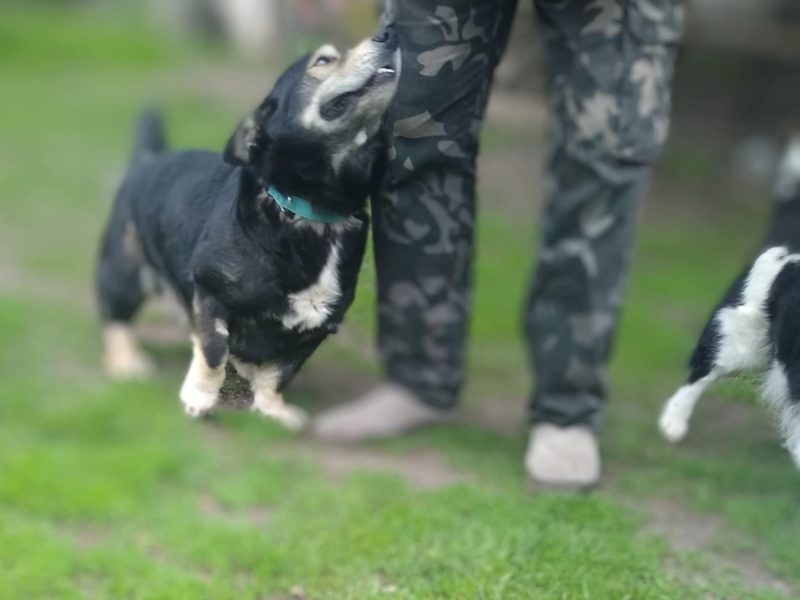 Henio, wychowany niebieskooki dżentelmen szuka domu!