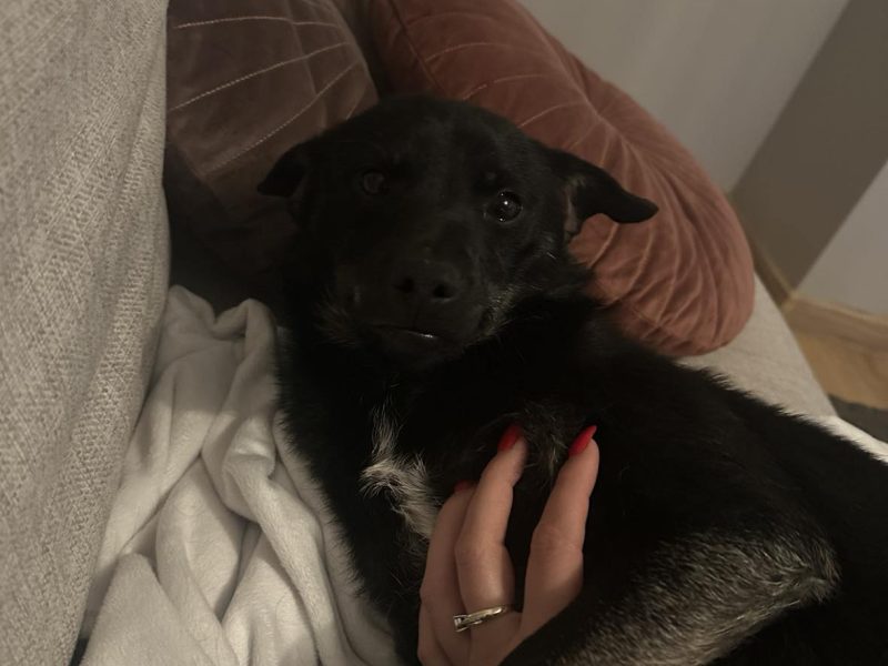 🐾 Szukasz psa, który będzie Twoim najlepszym kumplem? Oto Lolek! 🐾