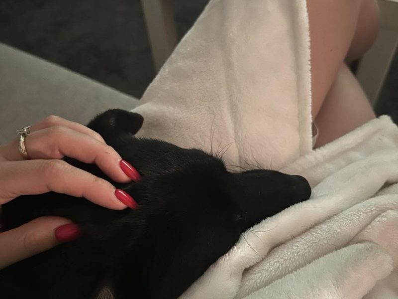 🐾 Szukasz psa, który będzie Twoim najlepszym kumplem? Oto Lolek! 🐾