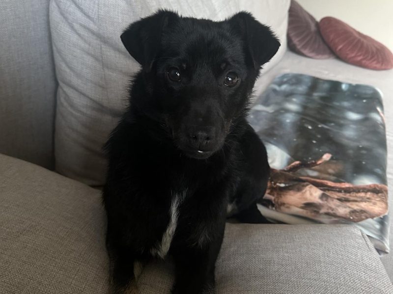 🐾 Szukasz psa, który będzie Twoim najlepszym kumplem? Oto Lolek! 🐾