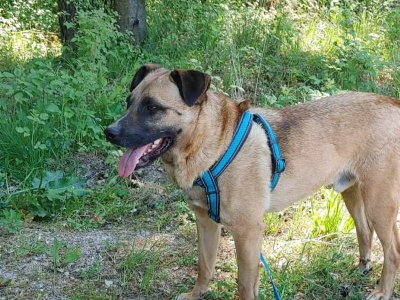 Mops szuka domu